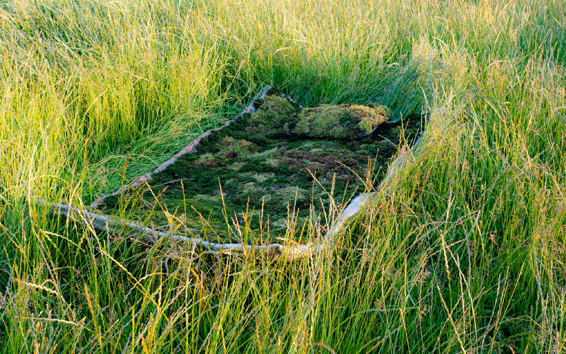 Field site with grass and stones